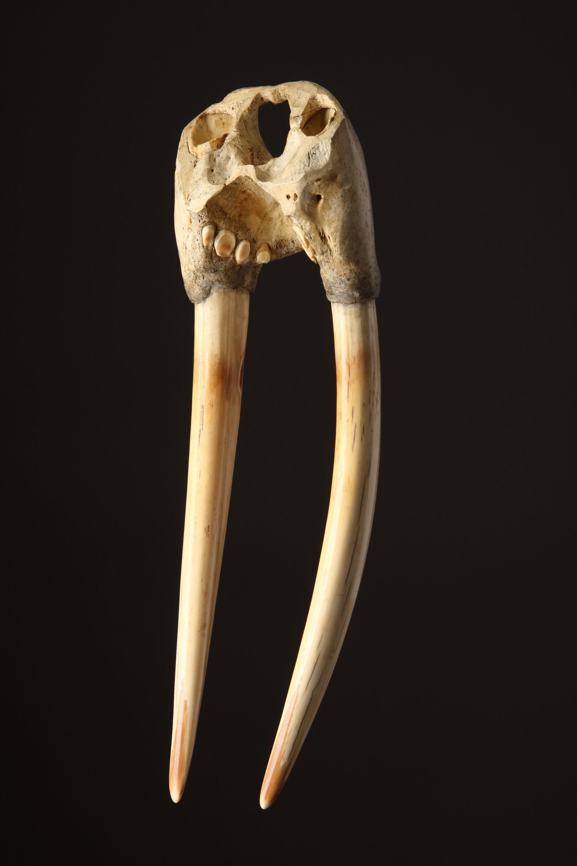 Skull of walrus (Odobenus rosmarus), Manitoba Museum, Winnipeg, Manitoba,  Canada Stock Photo - Alamy