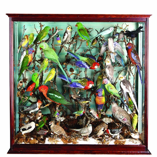 Collection of Forty Eight Exotic Victorian Taxidermy Birds