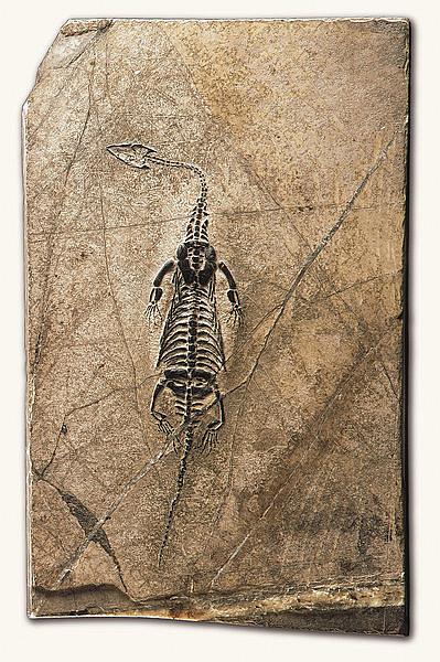 A Rare Fossilised Skeleton of a Neusticosaurus, a Marine Aquatic ...