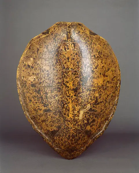 A Large Mottled Shell of a Green Sea Turtle ‘Chelonia Mydas’ - A Large ...