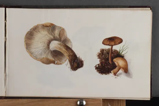 Mini image
