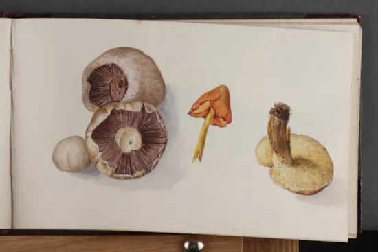 Mini image