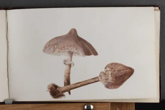 Mini image