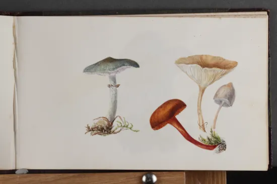 Mini image