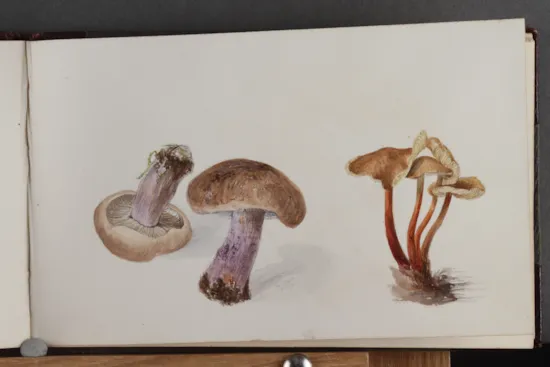 Mini image