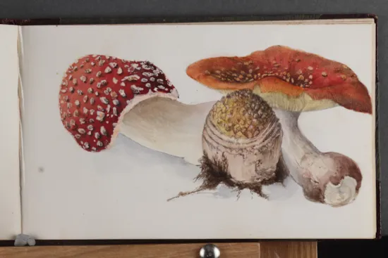Mini image