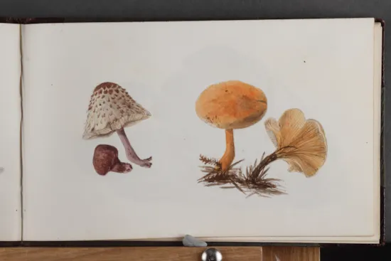 Mini image