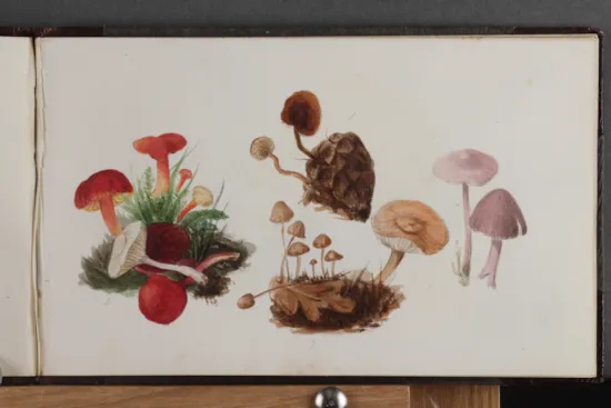 Mini image