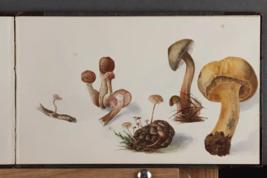 Mini image