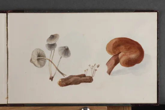 Mini image
