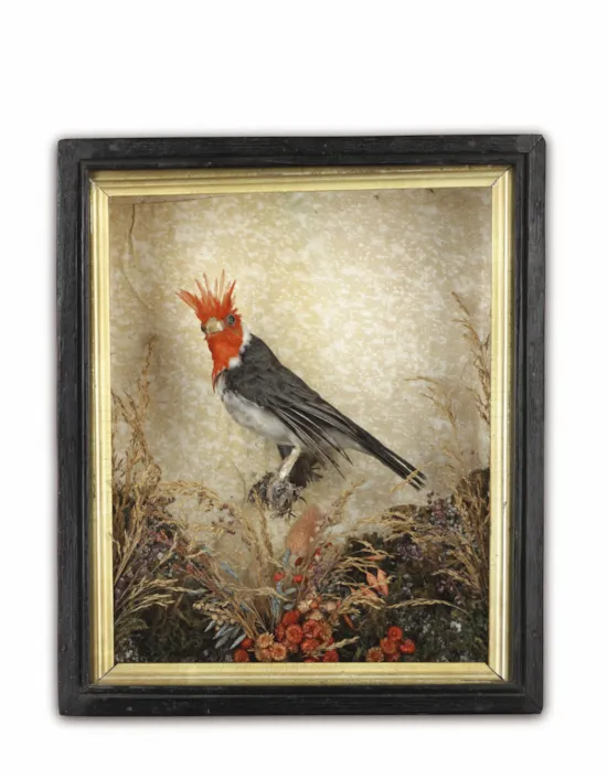 Main image