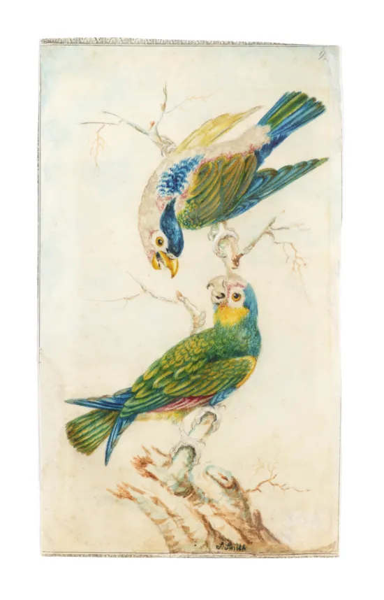 Main image