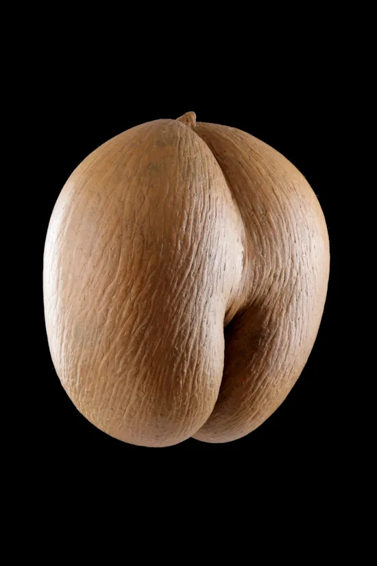 Mini image